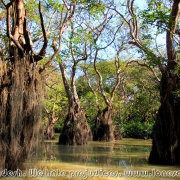 Ratargul Swamp Forest_26